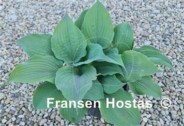 Hosta Jane's Blush